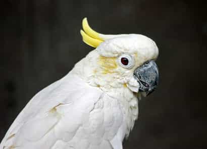 鳥類図鑑・コバタン